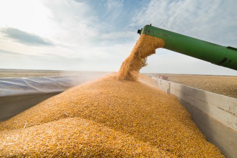 corn yield europe
